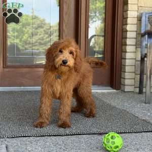 Frankie, Goldendoodle Puppy