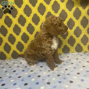 Toby, Mini Goldendoodle Puppy