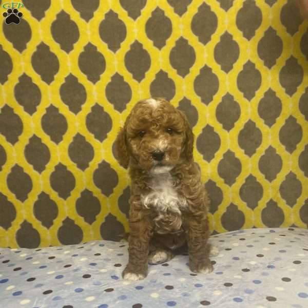 Toby, Mini Goldendoodle Puppy