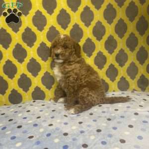 Toby, Mini Goldendoodle Puppy