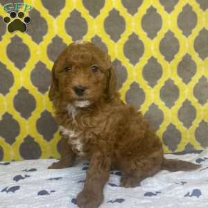 Tanner, Mini Goldendoodle Puppy