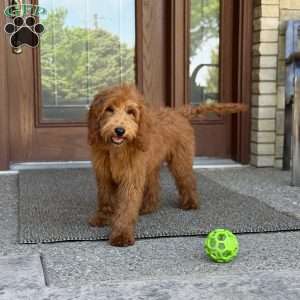 Frankie, Goldendoodle Puppy