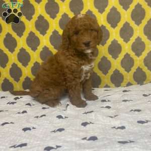 Tanner, Mini Goldendoodle Puppy