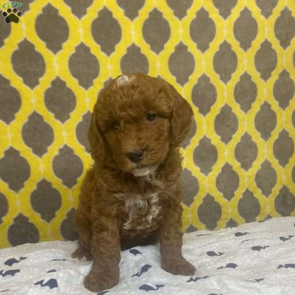 Tanner, Mini Goldendoodle Puppy