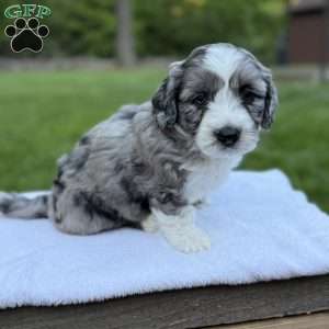 Koda, Mini Bernedoodle Puppy