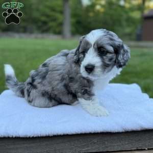 Koda, Mini Bernedoodle Puppy