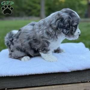 Koda, Mini Bernedoodle Puppy