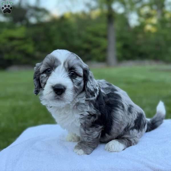 Koda, Mini Bernedoodle Puppy