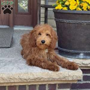 Frankie, Goldendoodle Puppy