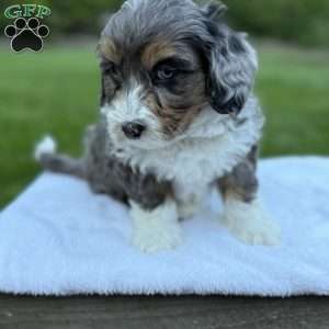 Winston, Mini Bernedoodle Puppy