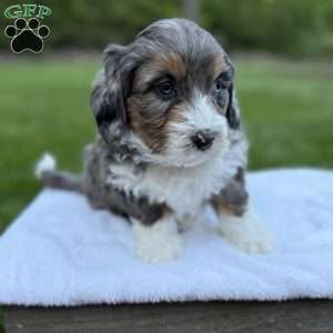 Winston, Mini Bernedoodle Puppy