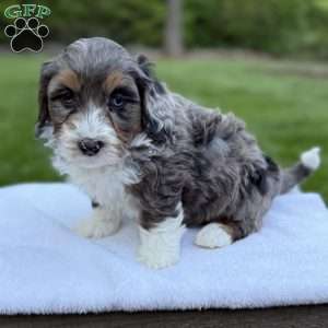 Winston, Mini Bernedoodle Puppy