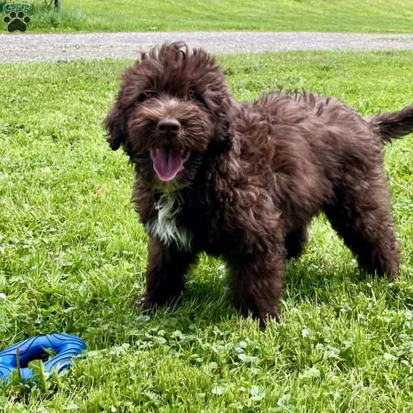 Marigold, Portuguese Water Dog Puppy