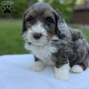 Winston, Mini Bernedoodle Puppy