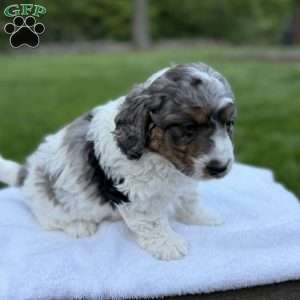 Archer, Mini Bernedoodle Puppy