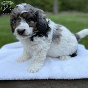 Archer, Mini Bernedoodle Puppy