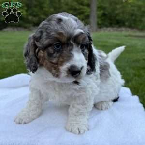 Archer, Mini Bernedoodle Puppy