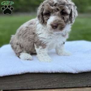 Luna, Mini Bernedoodle Puppy
