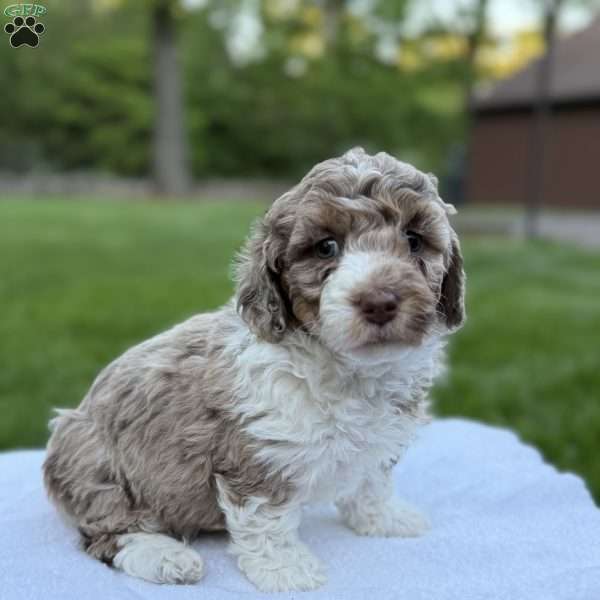 Luna, Mini Bernedoodle Puppy