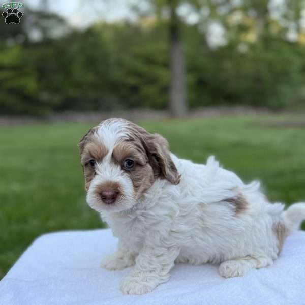 Millie, Mini Bernedoodle Puppy