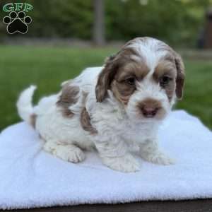 Millie, Mini Bernedoodle Puppy