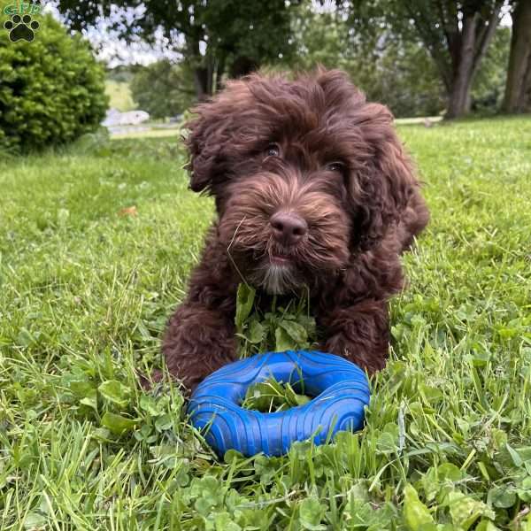 Birch, Portuguese Water Dog Puppy