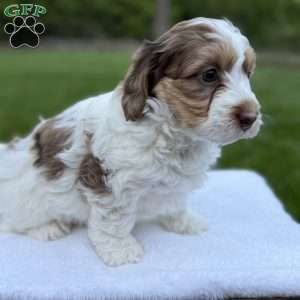 Millie, Mini Bernedoodle Puppy