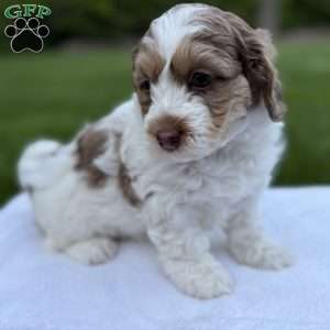 Millie, Mini Bernedoodle Puppy