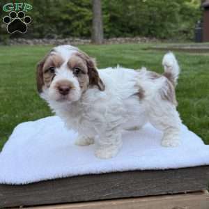 Millie, Mini Bernedoodle Puppy