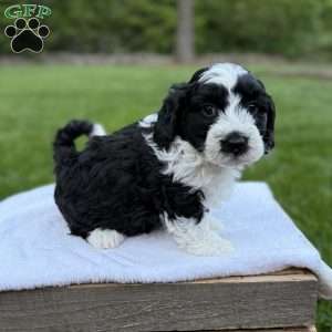 Jax, Mini Bernedoodle Puppy