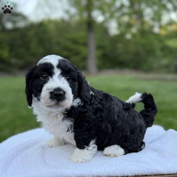 Jax, Mini Bernedoodle Puppy