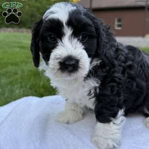 Jax, Mini Bernedoodle Puppy