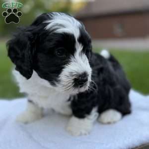 Jax, Mini Bernedoodle Puppy