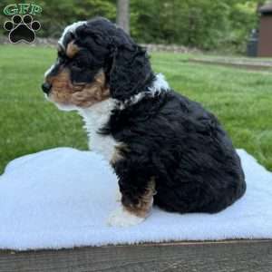 Gracie, Mini Bernedoodle Puppy
