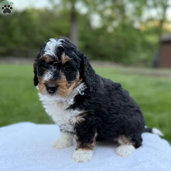 Gracie, Mini Bernedoodle Puppy