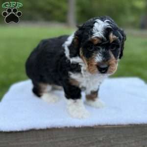 Gracie, Mini Bernedoodle Puppy