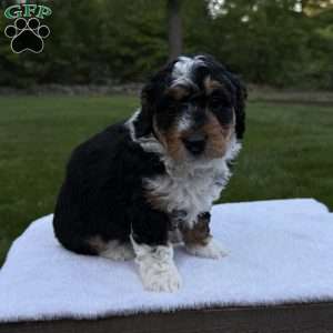 Gracie, Mini Bernedoodle Puppy
