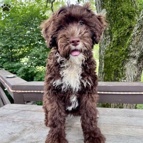 Daisy, Portuguese Water Dog Puppy