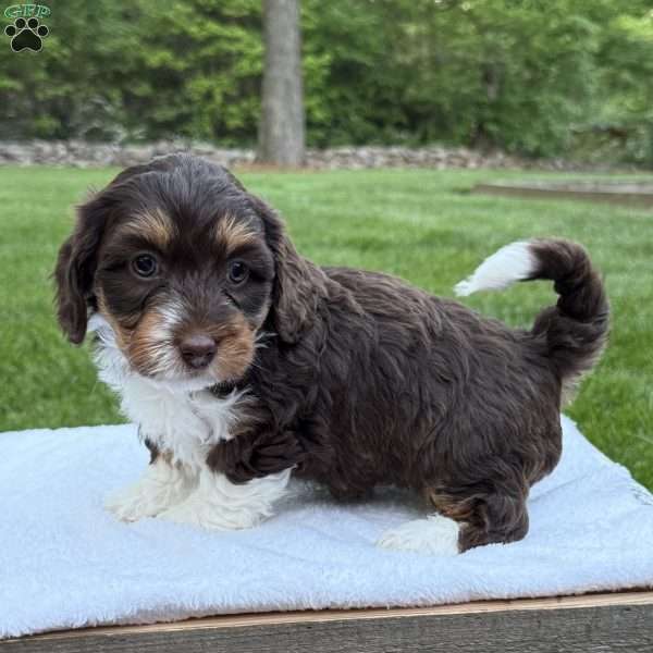 Izzy, Mini Bernedoodle Puppy