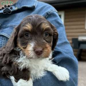 Izzy, Mini Bernedoodle Puppy