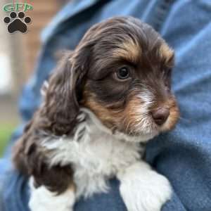 Izzy, Mini Bernedoodle Puppy