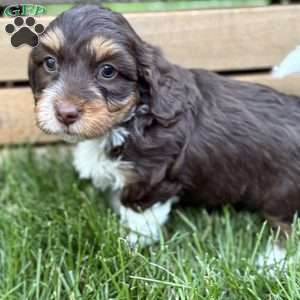 Izzy, Mini Bernedoodle Puppy