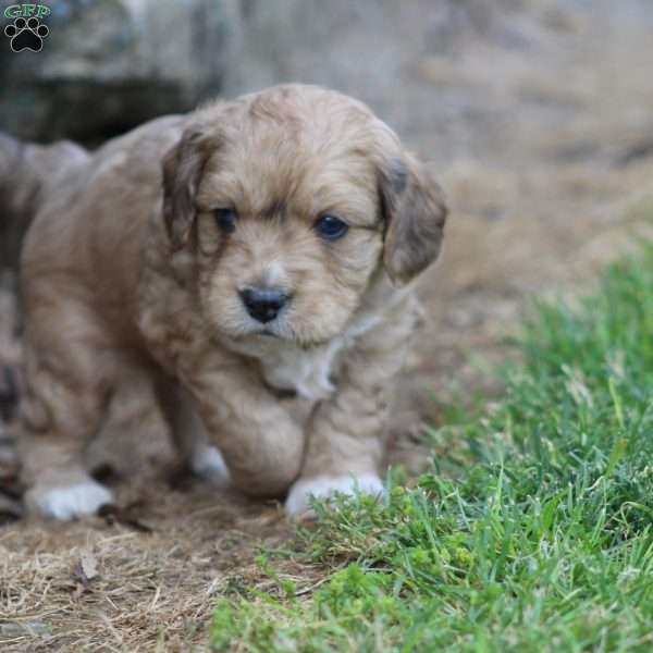 Sancho, Cavapoo Puppy