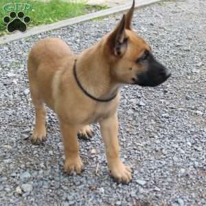 Kara, Belgian Malinois Puppy