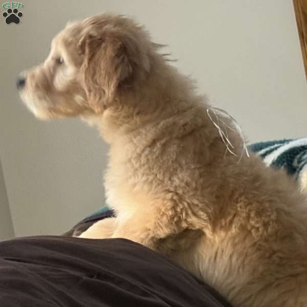 White, Goldendoodle Puppy