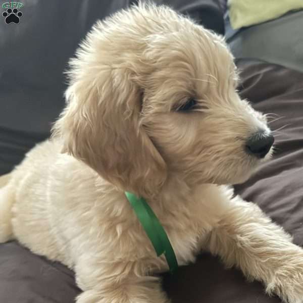 Green, Goldendoodle Puppy