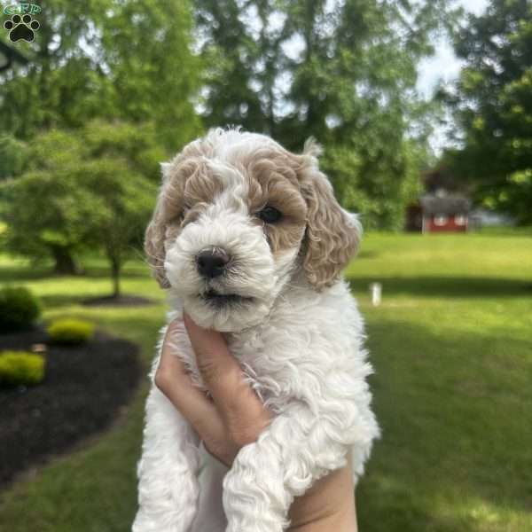 Amy, Miniature Poodle Puppy