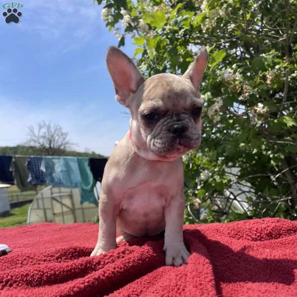 Sunshine, French Bulldog Puppy