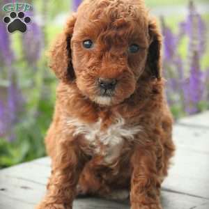 Erin, Toy Poodle Puppy