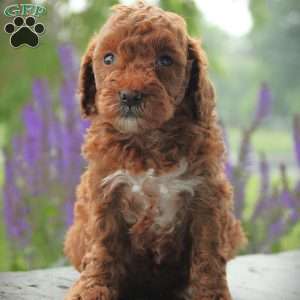 Erin, Toy Poodle Puppy